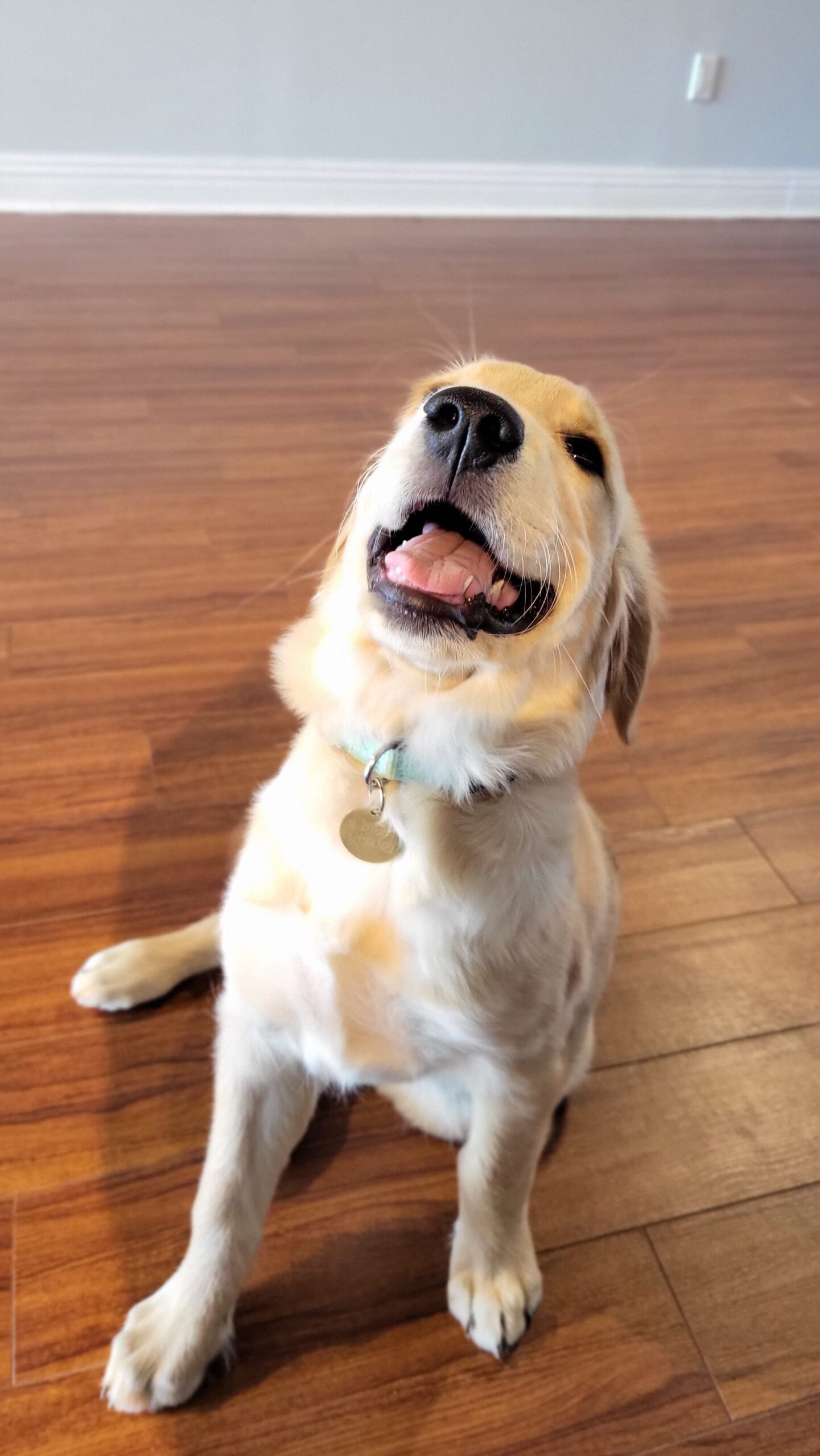  happy Golden Retriever sits contentedly, reflecting the success of our dog training services, with an indoor class as the backdrop