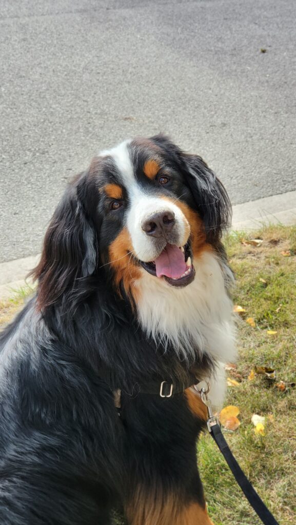 A joyful Bernese Mountain Dog enjoys training success, captured in an outdoor session environment, illustrating the effectiveness of our services.